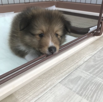 シェットランドシープドッグ【香川県・男の子・2022年5月24日・セーブル&ホワイト】の写真「穏やかで　最高に可愛い」