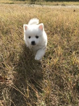 日本スピッツ【香川県・男の子・2017年11月3日・ホワイト】の写真「真っ白！すぴっつ」