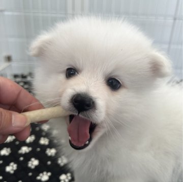 日本スピッツ【香川県・女の子・2024年2月21日・ホワイト】の写真「最高に可愛い　スピッツが熱い！」