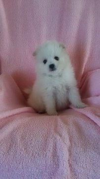 日本スピッツ【香川県・女の子・2016年2月12日・ホワイト】の写真「」