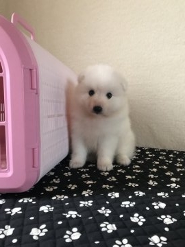 日本スピッツ【香川県・女の子・2018年7月28日・ホワイト】の写真「らぶり〜！スピッツ」