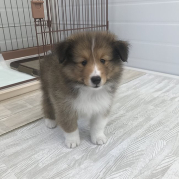 シェットランドシープドッグ【香川県・男の子・2022年5月24日・セーブル&ホワイト】の写真「マイペースで　最高に可愛い」