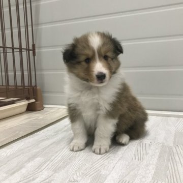 シェットランドシープドッグ【香川県・男の子・2023年1月13日・セーブル&ホワイト】の写真「人懐っこくフレンドリー」