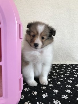 シェットランドシープドッグ【香川県・女の子・2018年12月22日・セーブル&ホワイト】の写真「元気いっぱい！」