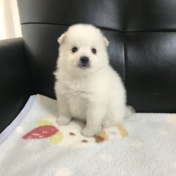 日本スピッツ【香川県・女の子・2023年1月6日・ホワイト】の写真「ずっと華やか　 日本スピッツ」