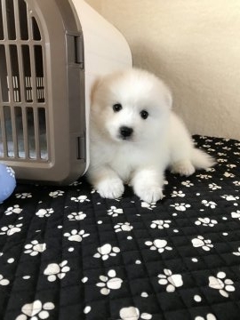 日本スピッツ【香川県・男の子・2018年7月31日・ホワイト】の写真「わくわく！スピッツ」