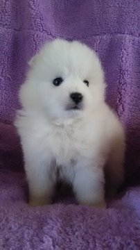 日本スピッツ【香川県・男の子・2016年2月12日・ホワイト】の写真「」