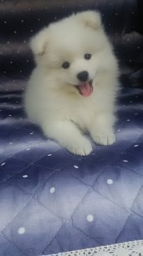 日本スピッツ【香川県・男の子・2015年9月28日・ホワイト】の写真「」