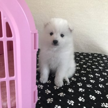 日本スピッツ【香川県・女の子・2019年3月9日・ホワイト】の写真「元気いっぱい🐾」