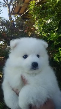 日本スピッツ【香川県・男の子・2015年9月28日・ホワイト】の写真「」