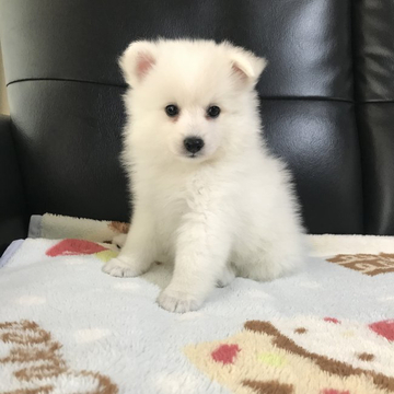 日本スピッツ【香川県・女の子・2022年8月18日・ホワイト】の写真「最高に可愛い   飛躍するスピッツ」