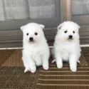 日本スピッツ【香川県・女の子・2019年3月9日・ホワイト】の写真2「右の子」