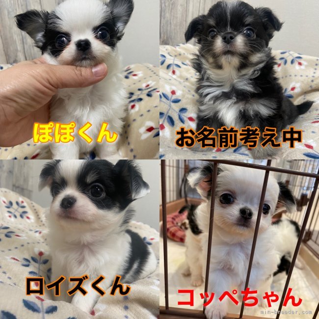 米田麻衣子ブリーダーのブログ：皆んな幸せになってね☺️