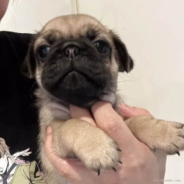 ID：2508-08587の子犬