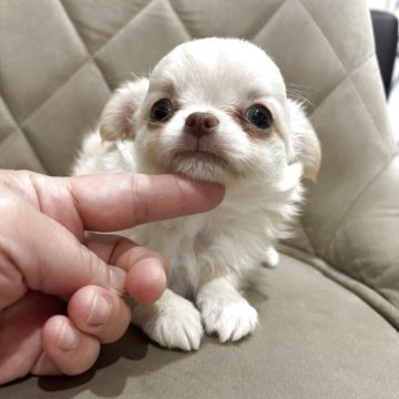 チワワ(ロング)【兵庫県・男の子・2025年9月15日・クリームホワイト】の写真「甘えん坊なタレ目くんです😊」
