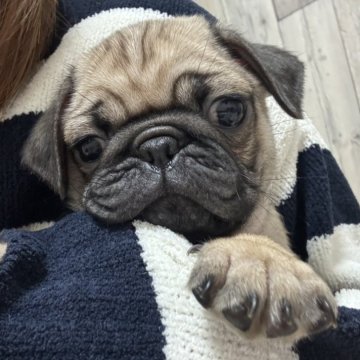 パグ【兵庫県・男の子・2025年1月2日・フォーン】の写真「遊ぶの大好きなぼく☺️」