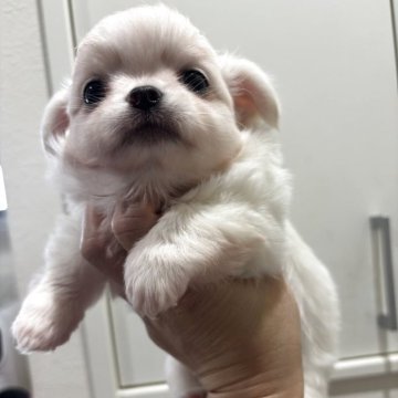 チワワ(ロング)【兵庫県・男の子・2025年10月23日・クリーム&ホワイト】の写真「おっとり可愛いボクもふもふです☺️」