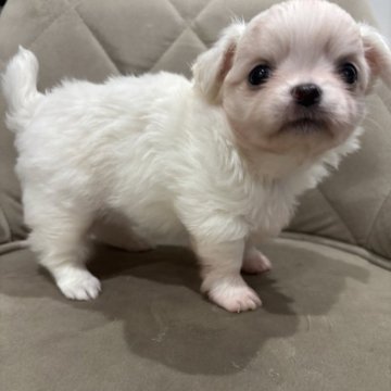 チワワ(ロング)【兵庫県・男の子・2025年10月23日・クリーム&ホワイト】の写真「おっとり可愛いボクです😊」