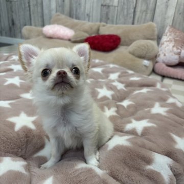 チワワ(ロング)【兵庫県・男の子・2025年8月16日・クリームホワイト】の写真「可愛い子猫みたいなボクだよ😊」