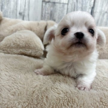 チワワ(ロング)【兵庫県・男の子・2025年10月23日・クリーム&ホワイト】の写真「おっとり可愛いボクもふもふです☺️」