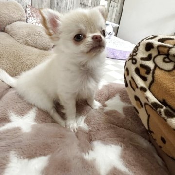 チワワ(ロング)【兵庫県・男の子・2025年8月16日・クリームホワイト】の写真「可愛い子猫みたいなボクだよ😊」