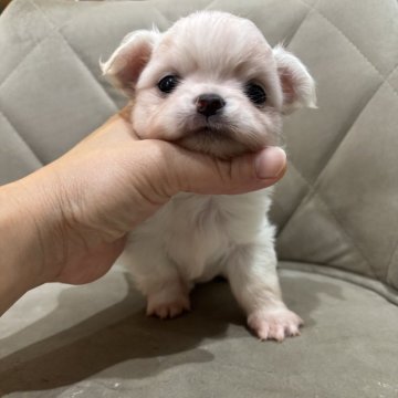 チワワ(ロング)【兵庫県・男の子・2025年10月23日・クリーム&ホワイト】の写真「おっとり可愛いボクです😊」