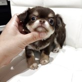 チワワ(ロング)
