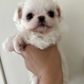 チワワ(ロング)