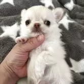 チワワ(ロング)