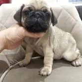 パグ