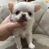 チワワ(ロング)