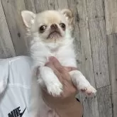 チワワ(ロング)