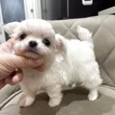 チワワ(ロング)