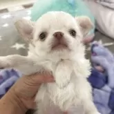 チワワ(ロング)