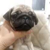 パグ
