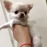チワワ(ロング)
