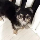 チワワ(ロング)