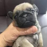 パグ
