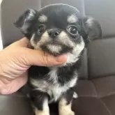 チワワ(ロング)