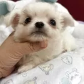 チワワ(ロング)