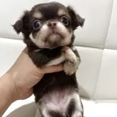 チワワ(ロング)