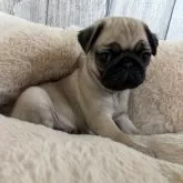 パグ【兵庫県・女の子・2025年1月2日・フォーン】の写真1