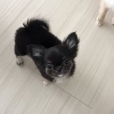 チワワ(ロング)