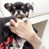 チワワ(ロング)