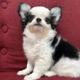 チワワ(ロング)