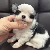 チワワ(ロング)