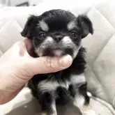 チワワ(ロング)【兵庫県・女の子・2025年10月28日・ブラックタンホワイト】の写真3