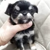 チワワ(ロング)【兵庫県・女の子・2025年10月28日・ブラックタンホワイト】の写真5