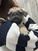 パグ【兵庫県・男の子・2025年1月2日・フォーン】の写真5