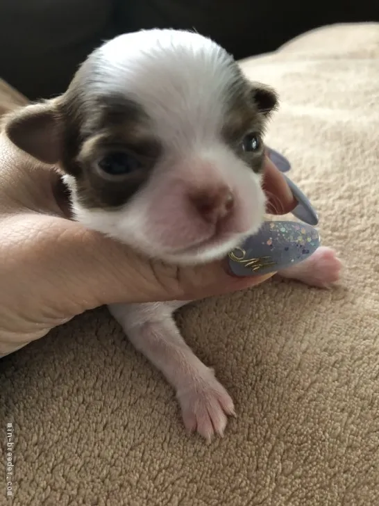 メロメロパンチ 様のお迎えした子犬